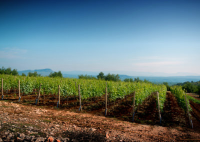 Podrum Begić - fotografija vinograda